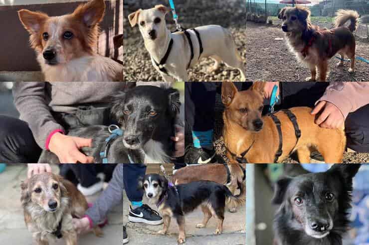 Alcuni dei cuccioli sequestrati ospitati nel canile di Grignano (Screen Facebook)