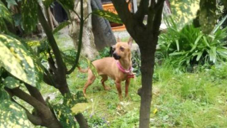 cane scappato a Genova