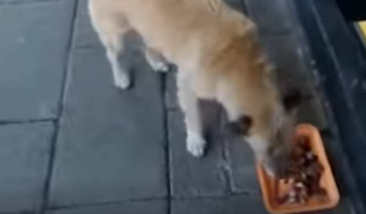 Cane sfamato (Foto video)