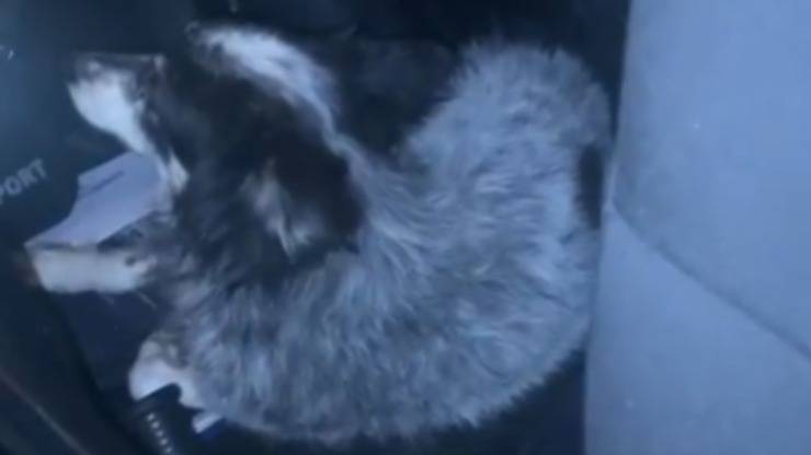Cagnolina salvata dalla polizia