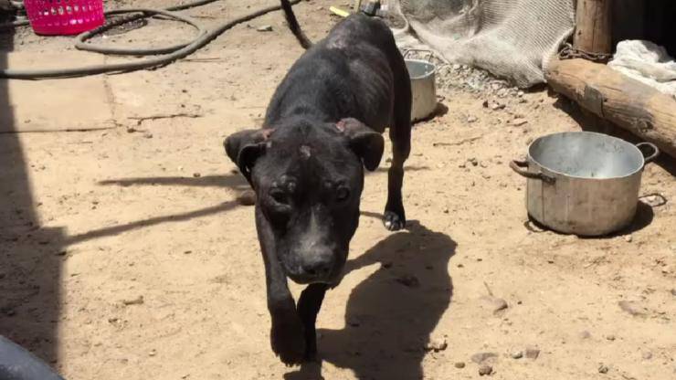 Cagnolina salvata in Sudamerica