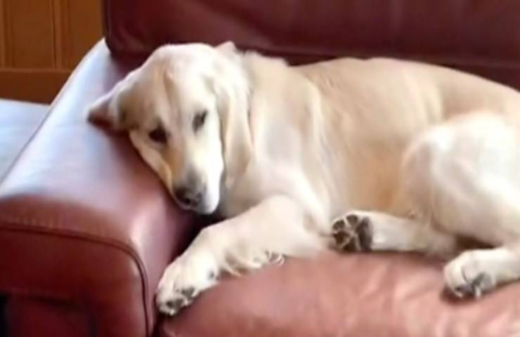cane dorme dopo proprietaria tocca zampa