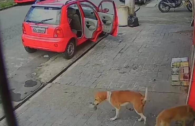 animale furto ripreso telecamere sicurezza video