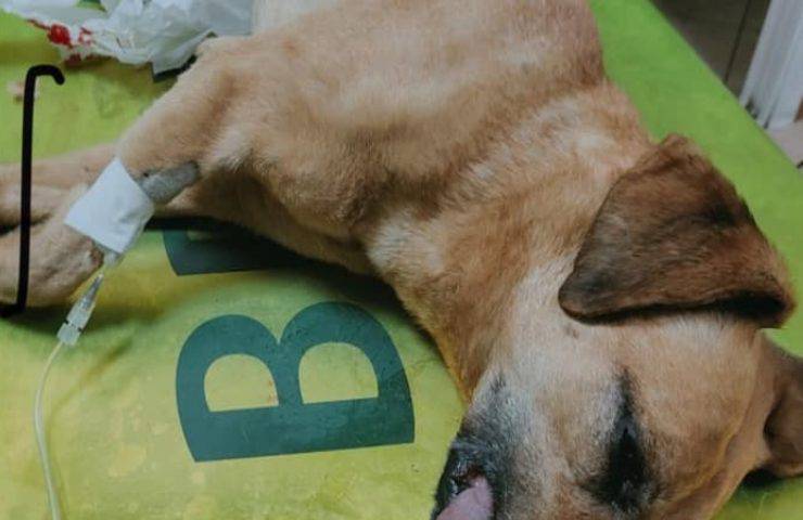 cane avvelenato denuncia partito animalista
