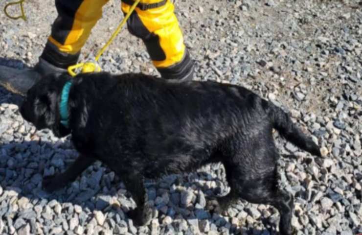 cane salvato pompieri stagno ghiacciato