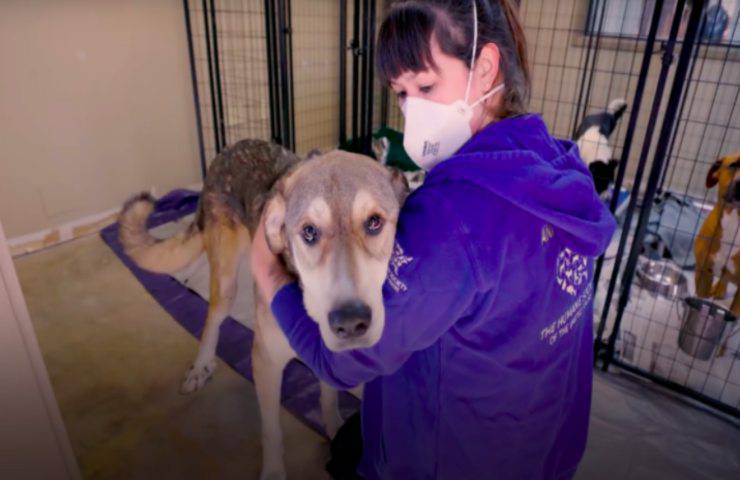 cane impara camminare dopo essere stato maltrattato video