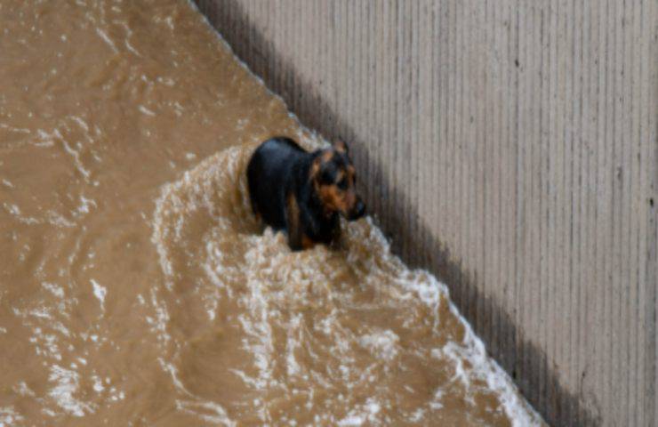 cane pericolo fiume intervengono pompieri video