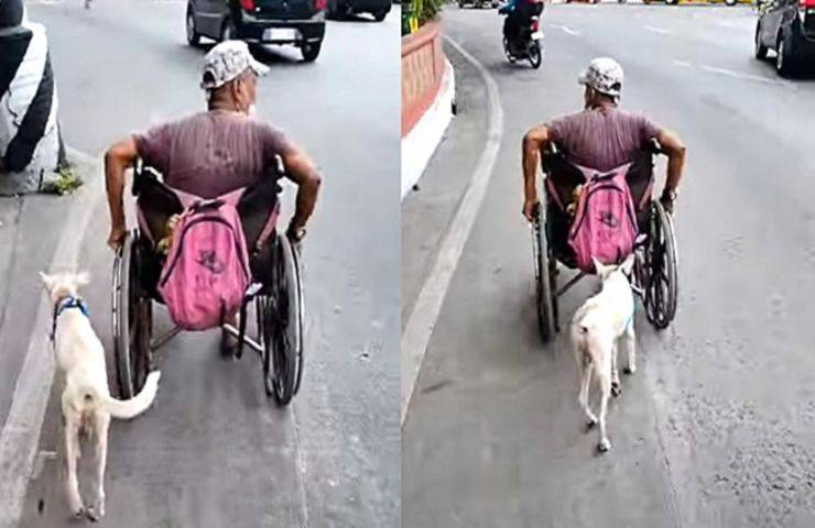 cane spinge sedia rotelle proprietario video