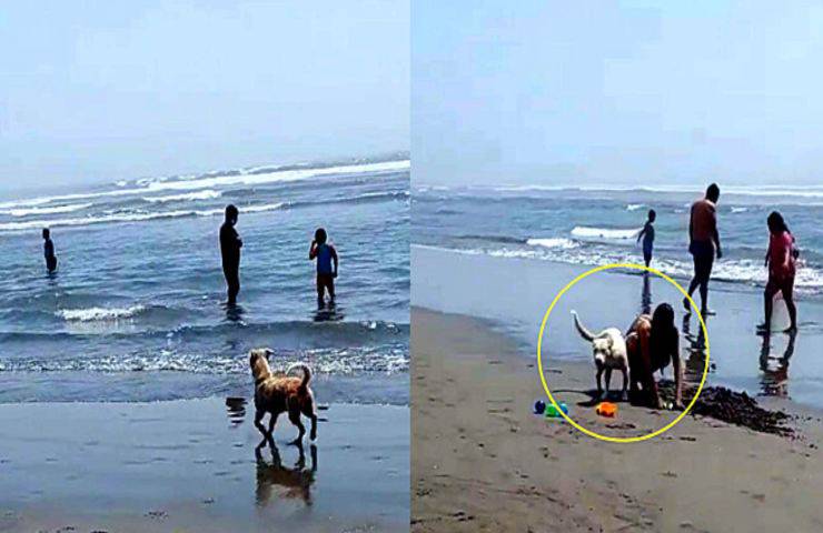 cane ama spiaggia immagini virali video