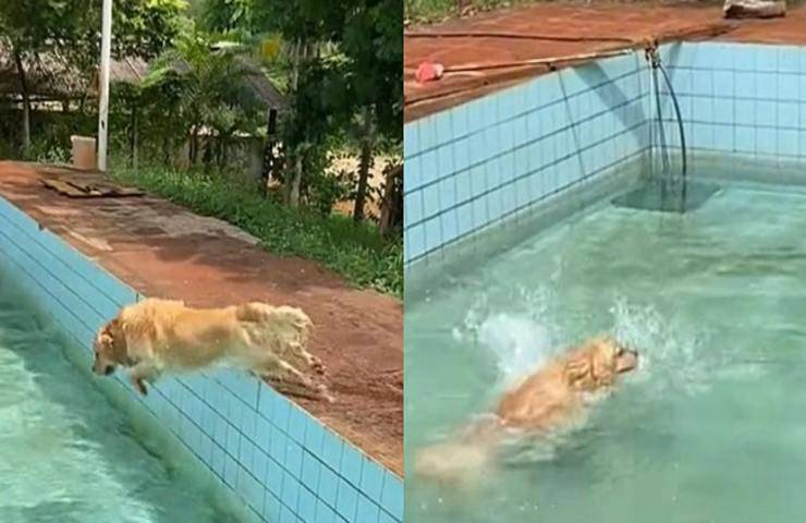 cane ama tuffarsi piscina video virale