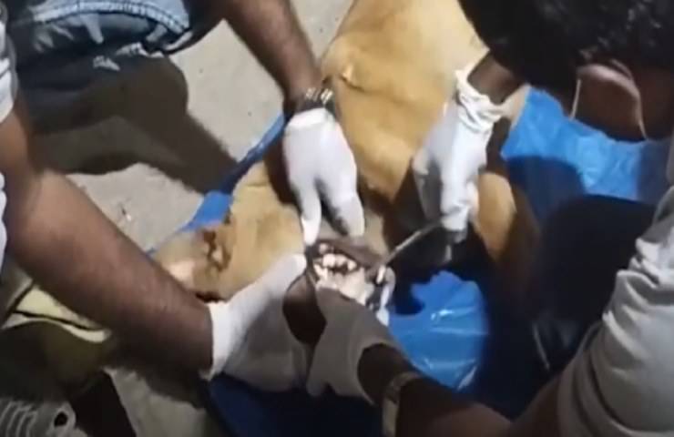 video de boca pegada con hueso de perro callejero
