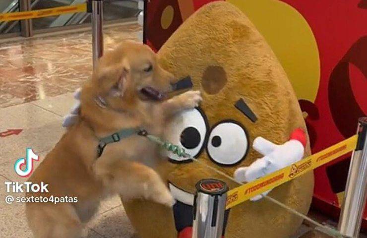 cane felice vedere patata gigante video