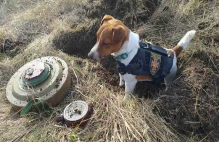 cane fiuto ordigni mascotte artificieri ucraini