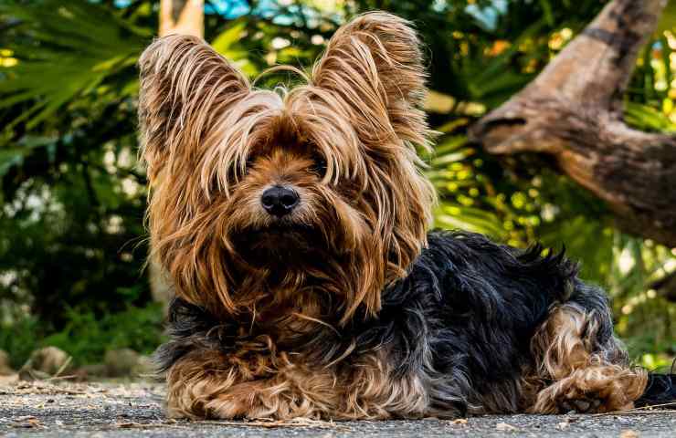 animale scomparso soccorso canale Florida