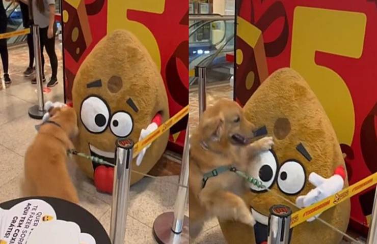 golden retriver impazzisce patata gigante finta video