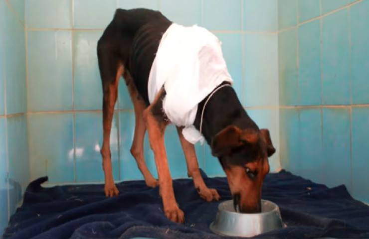cane India riceve cure ferita schiena