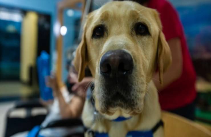 labrador retriver supporta bambini malati Stati Uniti