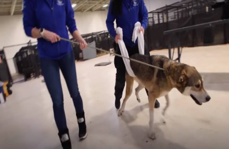 cane impara camminare dopo essere stato maltrattato video