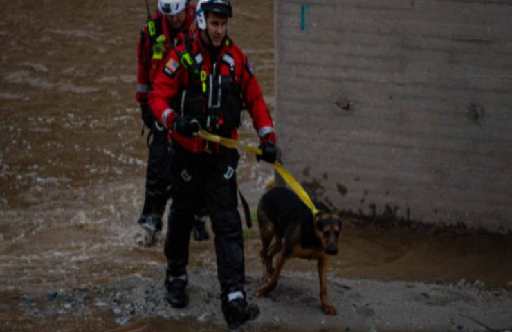 animale rischia vita vigili del fuoco salvano