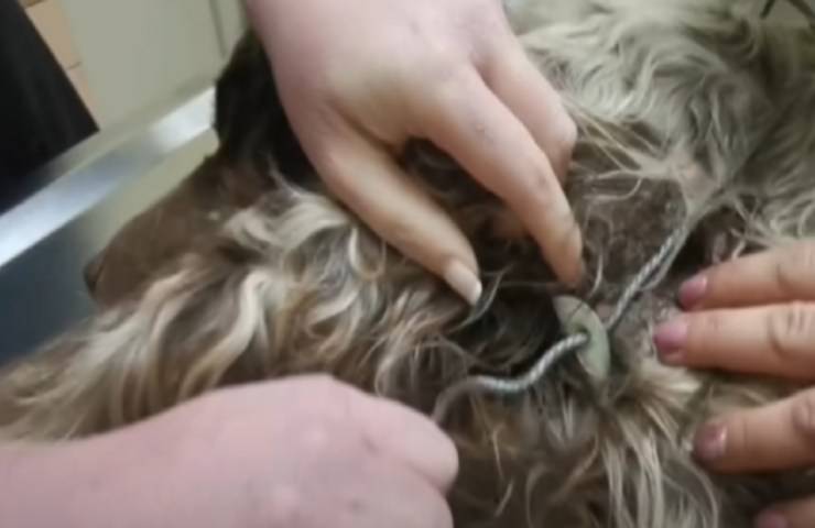 video guardado complejo de perro de cuerda de alambre