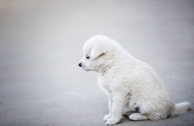 cani sperimentazione scientifica famiglie adottano