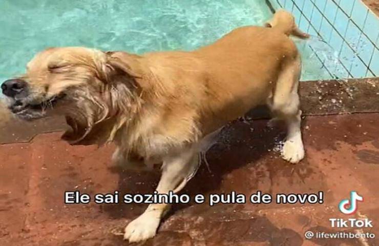 golden retriver adora nuotare piscina