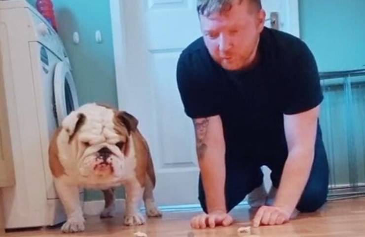 bulldog affamato TikTok video virale