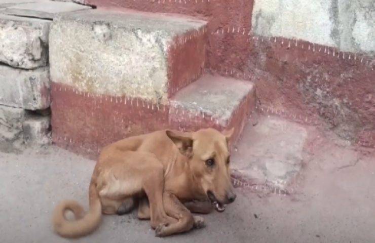 animale soccorso pericolo India