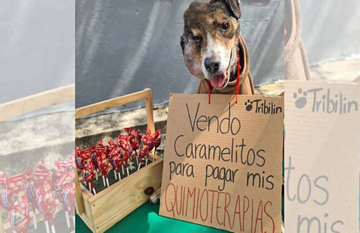 cane raccoglie fondi trattare malattia
