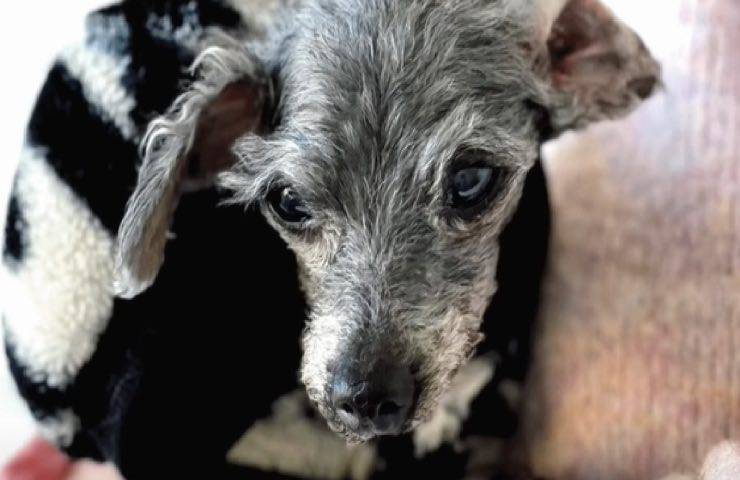 cane anziano abbandonato trova nuova sistemazione