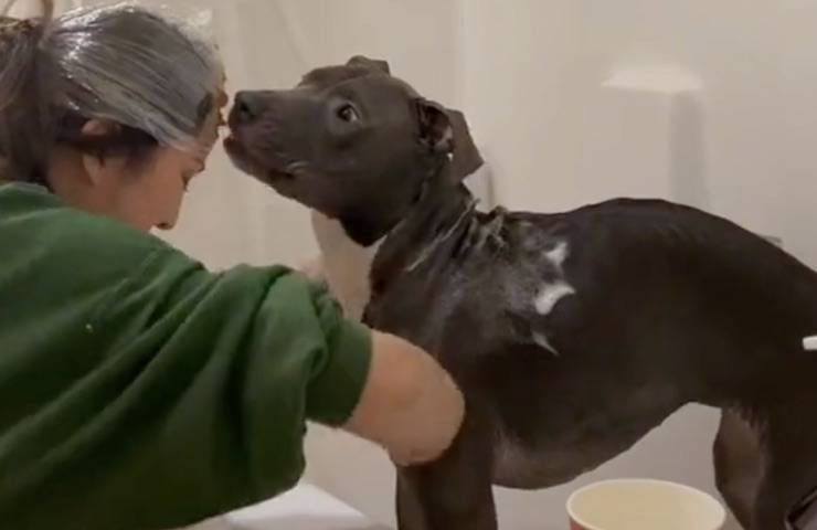 proprietario cane modo insolito bagno video