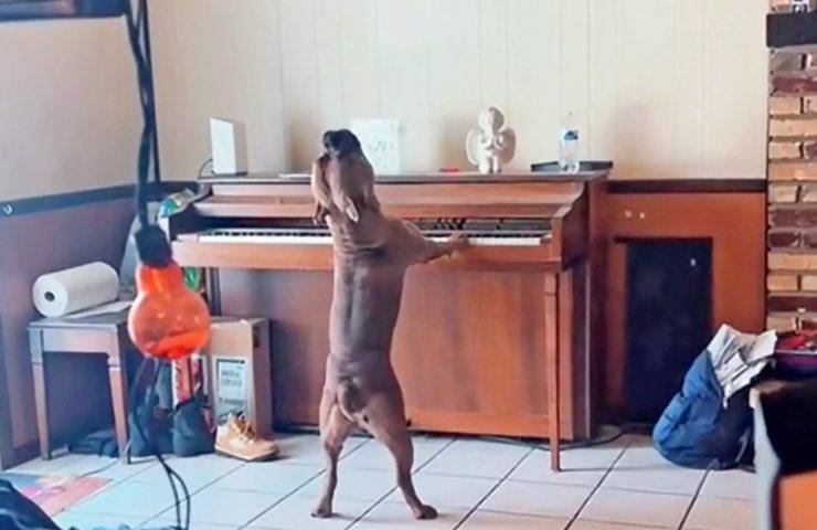 cachorro canta toca un instrumento musical