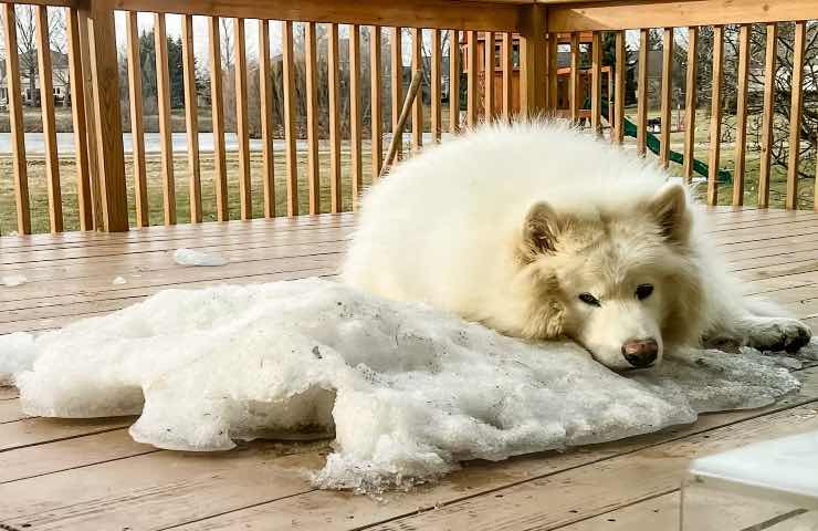 cane-addio ultima neve stagione