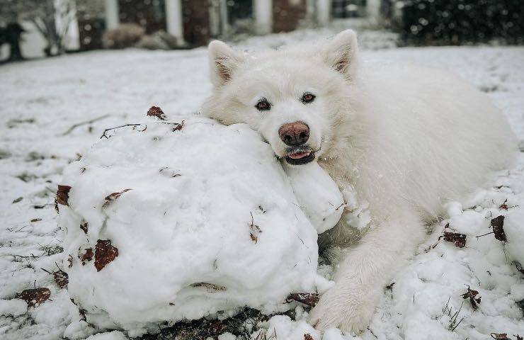 animale neve giardino casa