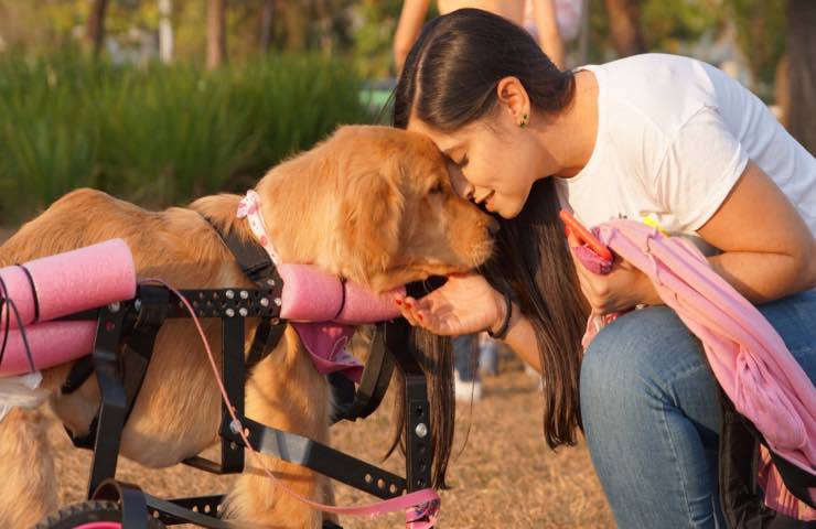 Golden Retrive paralizzato trova nuova famiglia