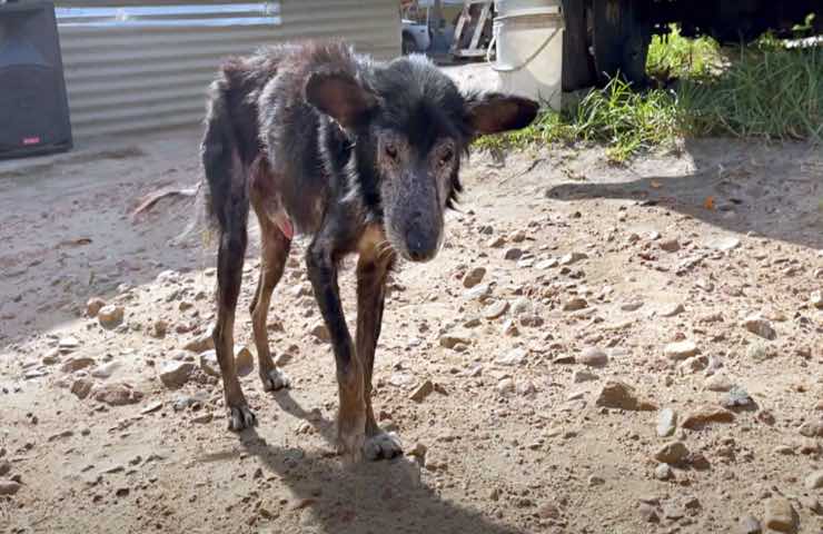 cane malato debole abbandonato famiglia