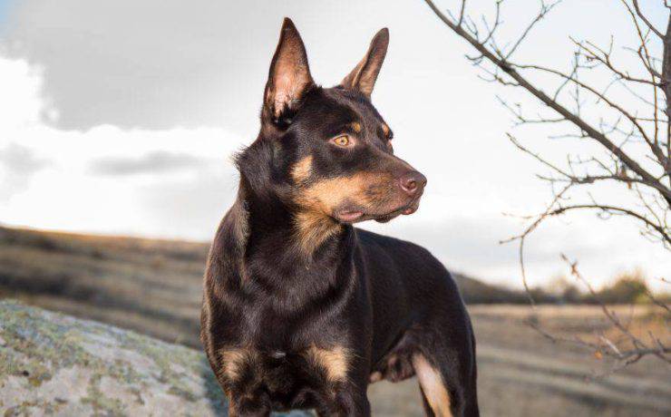 cane da pastore kelpie