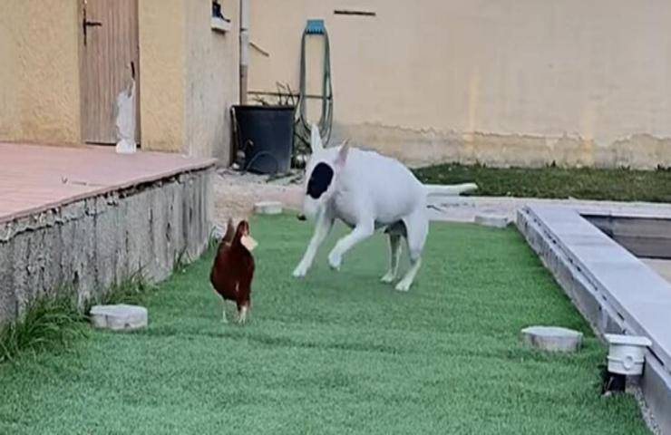 pollo ruba biscotto cane scena virale video