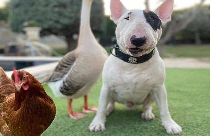 gallina scippa cibo animale video Instagram