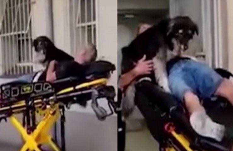 perro acompaña a su dueño sin hogar a la ambulancia del hospital