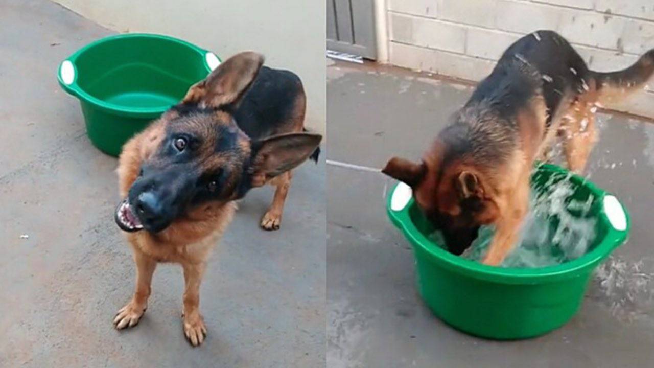 Cane chiede al proprietario di riempire la ciotola per giocare - VIDEO