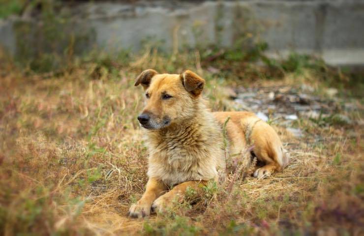 cane scomparso ritrova proprietaria video