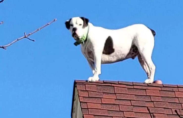 cane tetto casa salvato pompieri