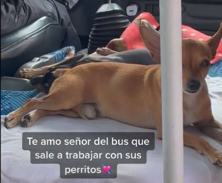 Cani sull'autobus
