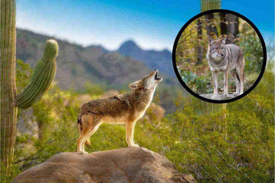 Coyote su una roccia