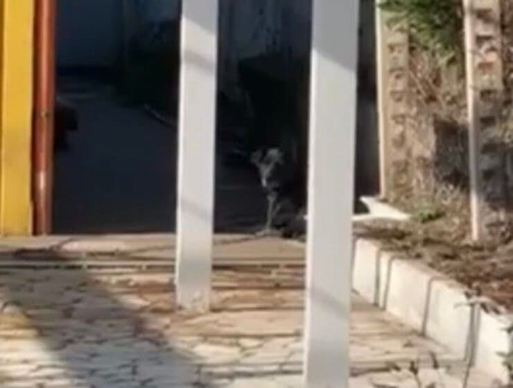 Cucciola abbandonata (Screen video)
