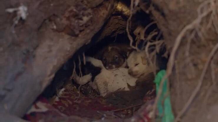 Cuccioli abbandonati mamma spaventata esplosioni (Screen Facebook)