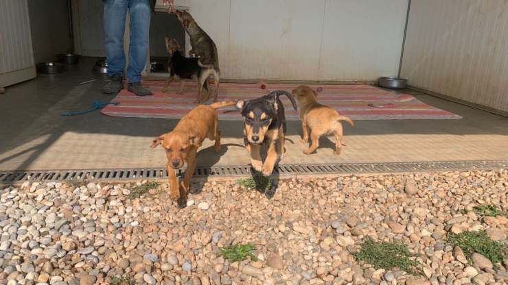 cagnolini arrivati dall'ucraina