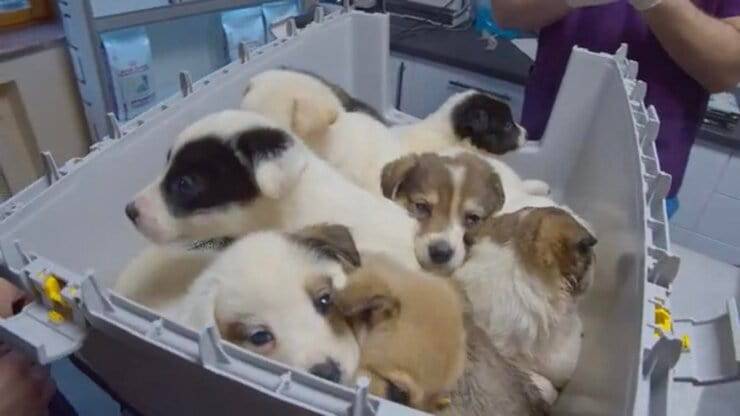 Cuccioli portati al rifugio (Screen Facebook)