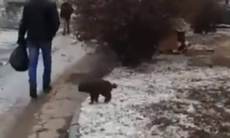 Cucciolo cerca aiuto per se e per i suoi fratellini (Screen video)